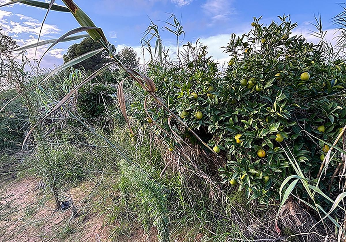 Estado de un terreno afectado por la dana en Turís.