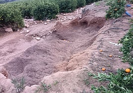 Estado de un campo de naranjas aún no restaurado.