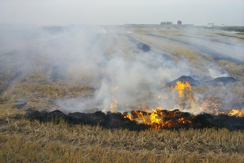 Quema de la paja del arroz.