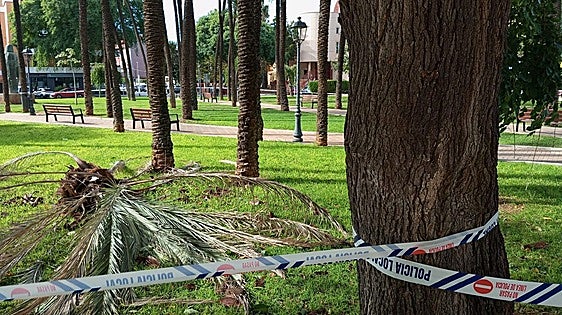Las rachas de viento de hasta 111 km/h dejan caídas de árboles y postes en la Comunitat