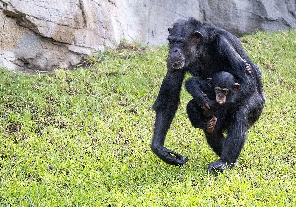 La chimpancé con su cría.