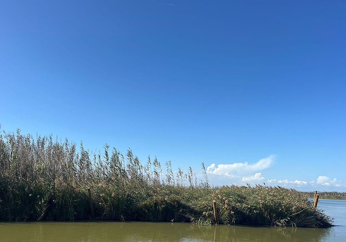 La mata flotante de la Albufera rompe las estacas de fijación.