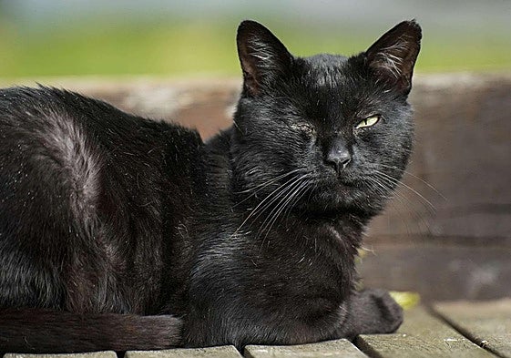 Un ayuntamiento de la Comunitat Valenciana vigila los gatos del municipio para evitar rituales en Halloween