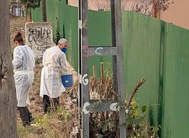 Operarios recogen milpié en zonas de mayor proliferación de la plaga en Canals.