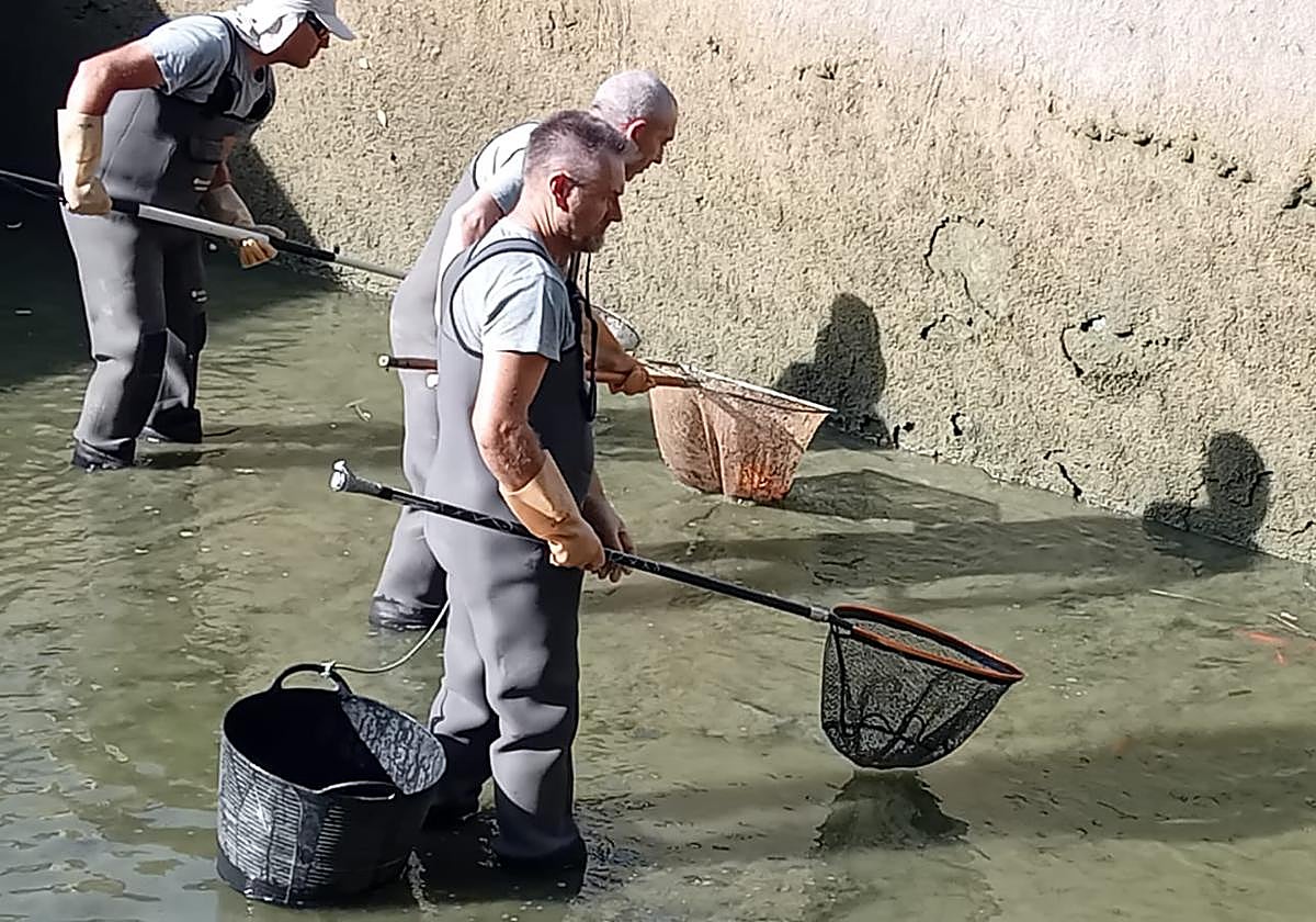 Trabajos de retirada de las carpas.