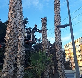 Las tareas de tala de los ejemplares que suponían un peligro.