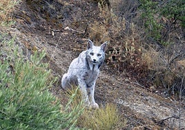 El ejemplar de lince blanco Satureja.