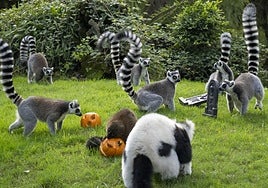 Los animales del Bioparc también disfrutan de Halloween