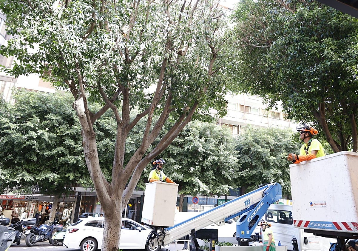 Imagen principal - Tarea de poda con vehículos con cesta, en la calle Colón.