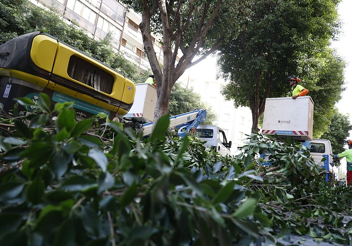 Poda de los ficus de la calle Colón de Valencia.