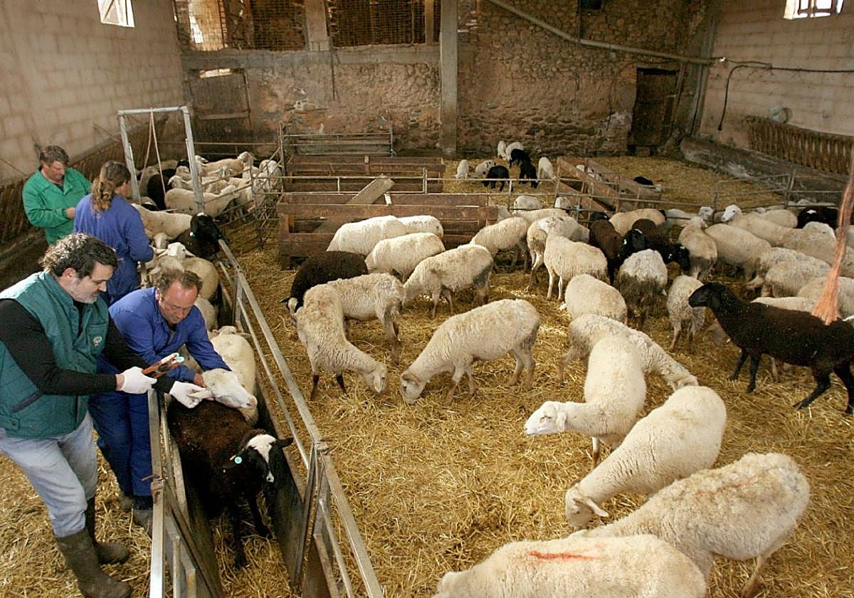 Dolencia. En estas vacas se ven claramente los bultos aparecidos en su piel, signos externos de la 'Dermatosis nodular', que, al igual que la 'Lengua azul', no afecta a personas.