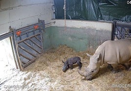 Cámara de seguridad del Bioparc, con el rinoceronte recién nacido.