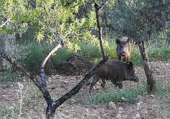 Imagen de archivo de jabalíes en la Comunitat.