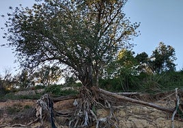 Una de las garroferas dañadas por la dana de hace un año.