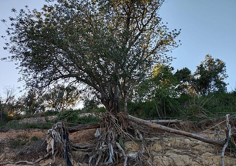 Cerca de 90 garroferas monumentales heridas por la dana, en riesgo de muerte