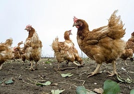 Gallinas ponedoras en una granja al aire libre.