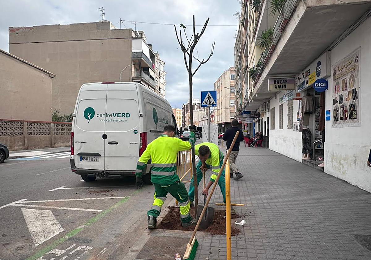 Burriana impulsa la renaturalización urbana con la plantación de 47 nuevos árboles en las Rondas Panderola y Pere IV
