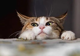 Un gato en una imagen de archivo.