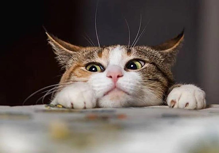 Por qué tu gato rasca las puertas y cómo evitar que lo haga