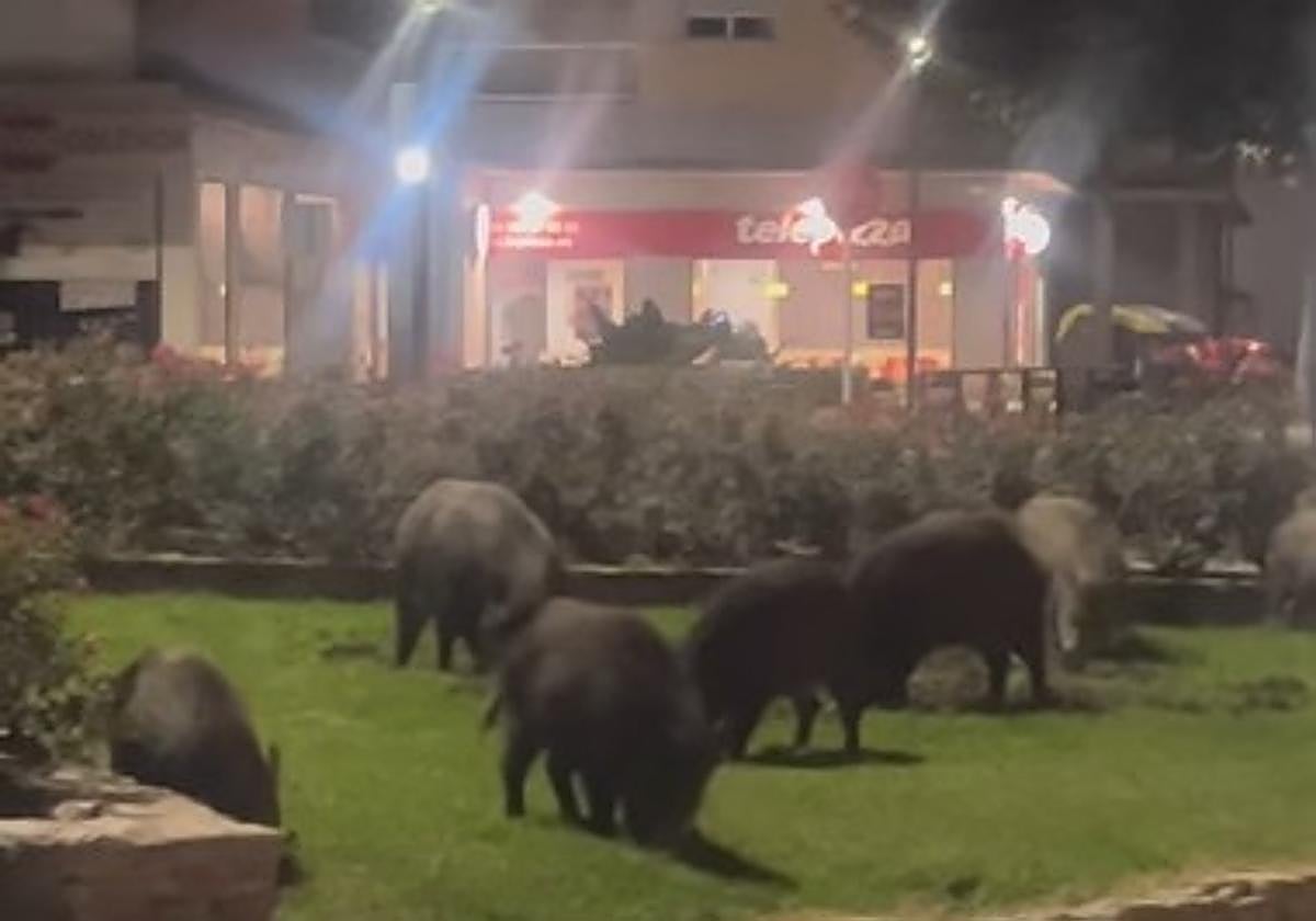 Jabalíes en la zona urbana de Gandia.
