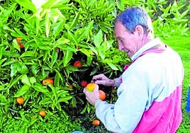 Cosecha. Un collidor de cítricos recoge con esmero un capazo de clementinas en un campo de la comarca de La Plana, la que concentra la mayor intensidad y especialización en la producción clementinera.