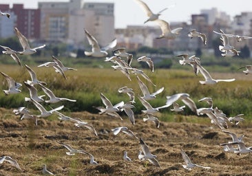 El Gobierno descarta dos de cada tres medidas propuestas por la Generalitat del plan para la Albufera