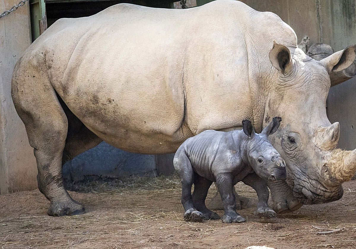 El bebé rinoceronte recién nacido con su madre.