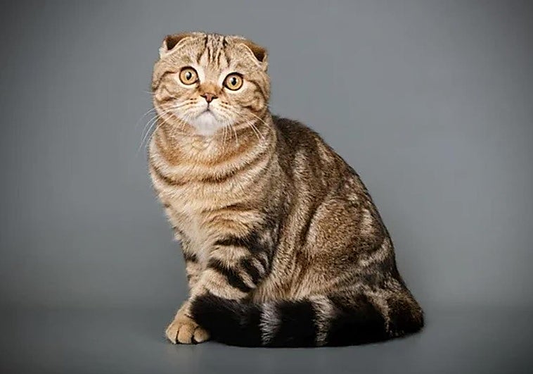 Por qué tu gato te trepa y cómo conseguir que deje de hacerlo