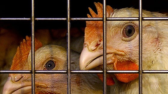 Dos aves en una granja.