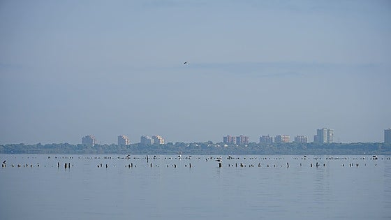 La CHJ autoriza un riego de emergencia a la Albufera ante la crisis de las aguas negras