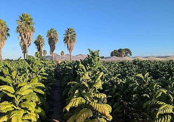Plantación de tabaco para extraer alcaloide para la industria cosmética, en una parcela experimental de Ava-Asaja.