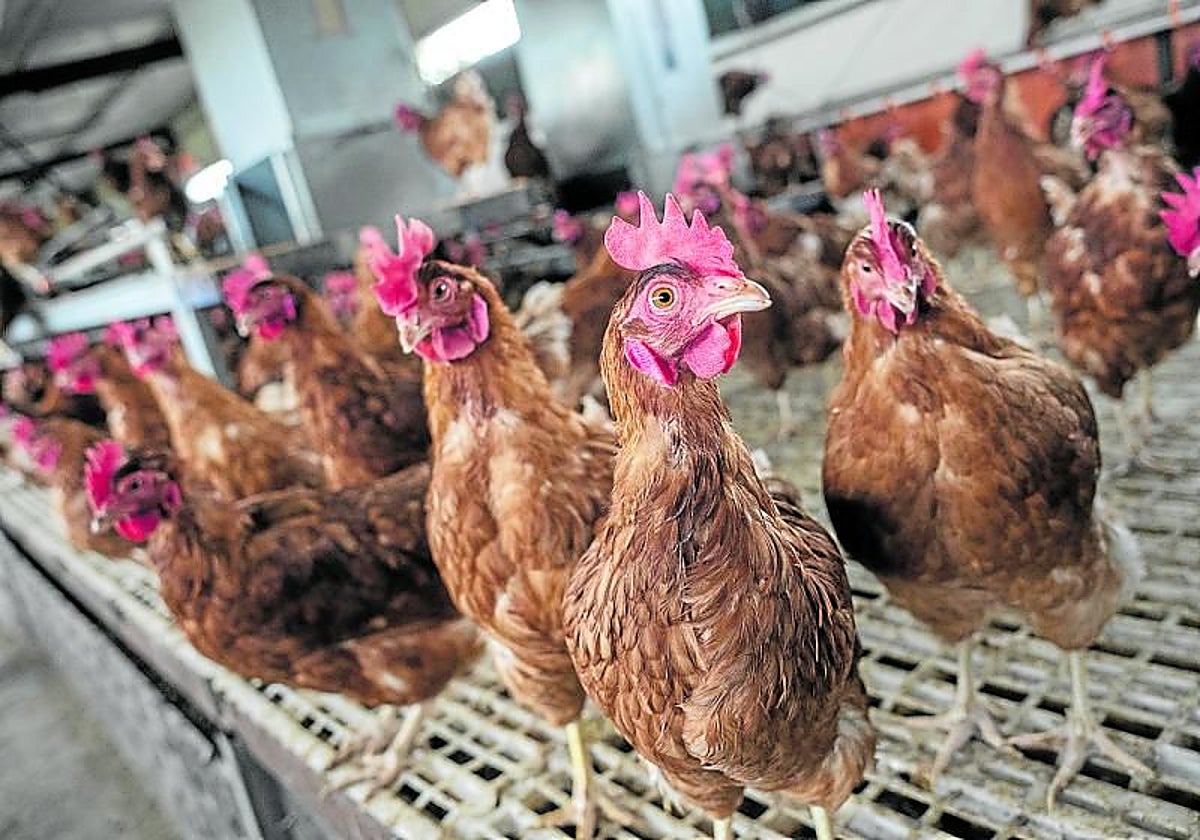 Unas gallinas en una explotación.