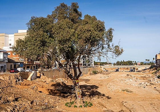 El árbol finalista, en el barranco del Poyo tras la dana.