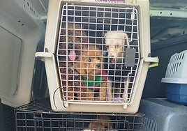 Algunos de los perros rescatados del criadero ilegal por la Policía Local de Valencia.