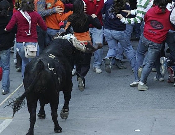 Bou en Corda de Ontinyent, en una imagen de archivo.