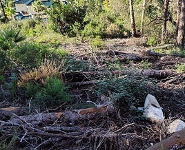 Pinos muertos en el Montgó.