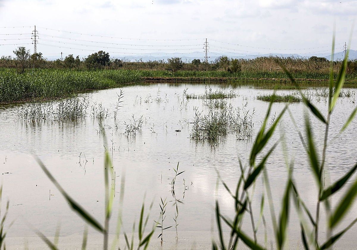 Imagen del Tancat de la Pipa en la Albufera.