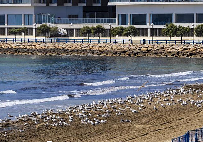 Una bandada de aves ocupa el rincón de la playa del Postiguet