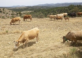 Una explotación ganadera valenciana.