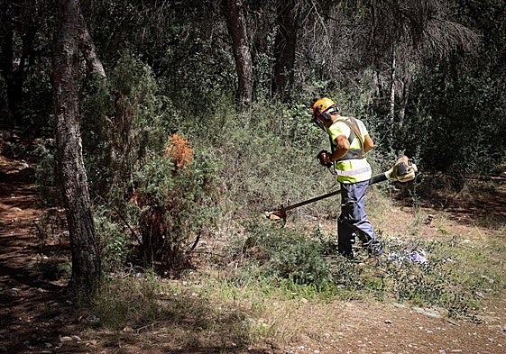 Tareas de limpieza en los montes de Torrent.
