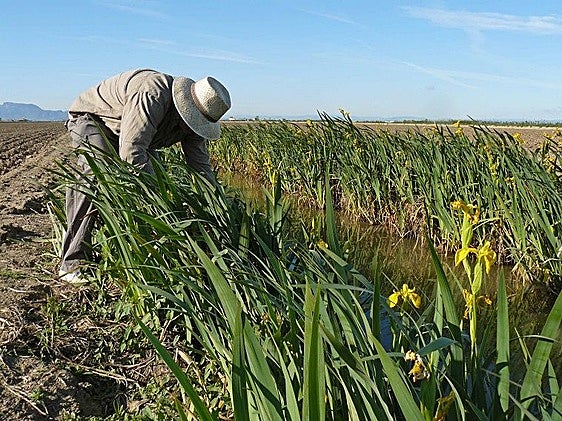 Agricultura de precisión y restauración tras la DANA: el doble compromiso de Fundació Assut y Reale Foundation en 2025