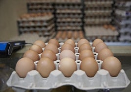 Gallinas ponedoras en una granja.