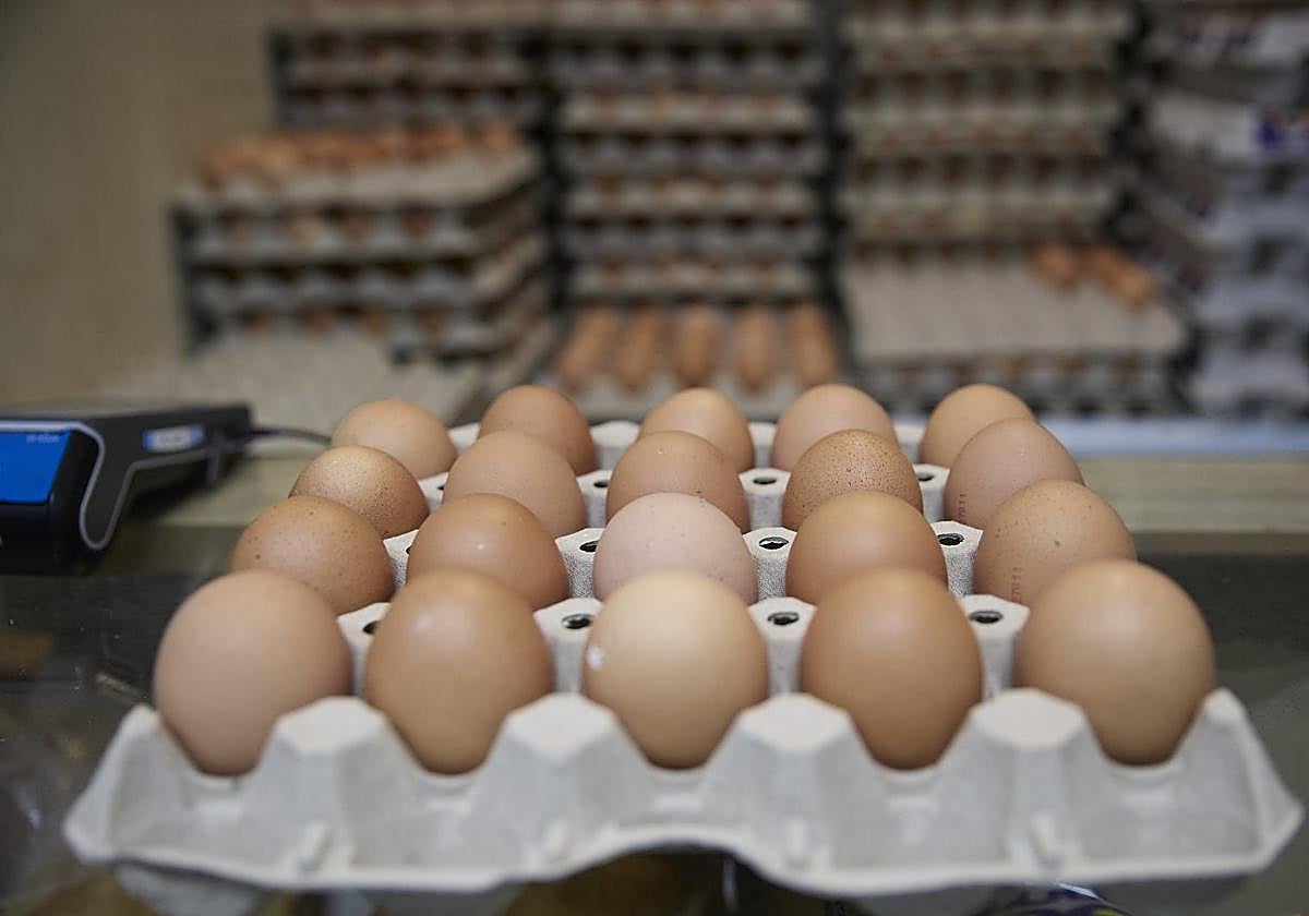 Gallinas ponedoras en una granja.