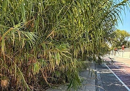 Estado de uno de los solares en Alzira.