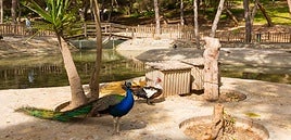 Imagen del parque Reina Sofía de Guardamar del Segura antes del aislamiento de las aves.