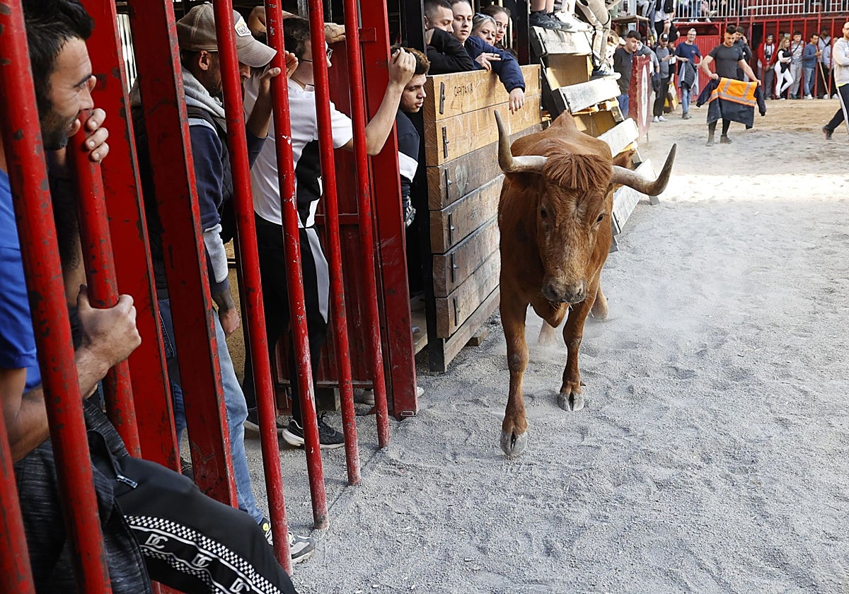 Espectáculo de bous al carrer en Cheste.