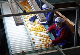 Trabajadoras en un almacén de cítricos.