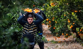Trabajadores en un campo de naranjas.