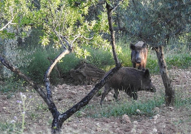 Piara de jabalíes en una imagen de archivo.