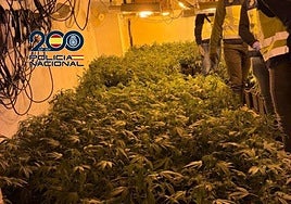 La plantación de marihuana desmantelada por la Policía.